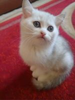 Лот: 8708237. Фото: 6. Два замечательных маленьких котика