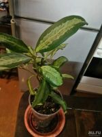 Лот: 11373276. Фото: 2. Фикус прикольный diversifolia... Комнатные растения и уход