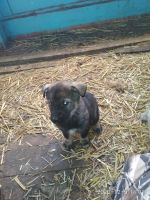 Лот: 16971184. Фото: 3. Отдам щенят. Растения и животные