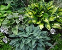 Лот: 9493612. Фото: 3. хоста Канадиэн Блю (hosta'Canadian... Для дачи, дома, огорода, бани, парка