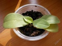 Лот: 1157324. Фото: 2. Phalaenopsis violacea var. blue... Комнатные растения и уход