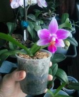 Лот: 17249884. Фото: 3. Орхидея фаленопсис сортовая. Растения и животные