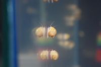 Лот: 7406580. Фото: 5. аквариумные улитки ампулярии 5...