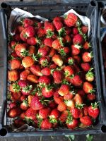 Лот: 9872303. Фото: 9. Виктория, Клубника! Приём заявок...