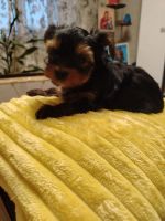 Лот: 25886034. Фото: 2. Щенки Йорка. Животные и уход