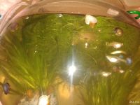 Лот: 9128268. Фото: 3. Аквариум с рыбками. Растения и животные
