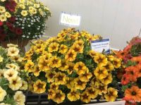 Лот: 13566348. Фото: 5. Вегетативная петуния Новинка Pethoa...