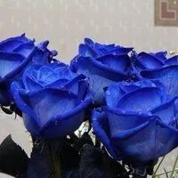 Лот: 4508713. Фото: 4. Синие розы, большой бутон в Красноярске... Красноярск
