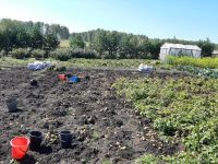 Лот: 10055743. Фото: 4. Картофель деревенский, урожай...