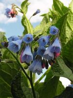 Лот: 7758596. Фото: 5. Многолетники (фалярис, примула...