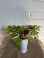 Лот: 20868708. Фото: 2. Растение. Комнатные растения и уход