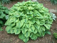 Лот: 20423496. Фото: 6. хоста Луна Мос (hosta Luna Moth...