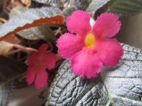 Лот: 7918388. Фото: 2. Эписция Pinkiscia. Комнатные растения и уход