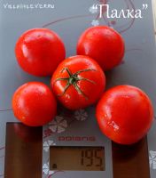 Лот: 9070597. Фото: 3. Уникальный колонновидный томат... Для дачи, дома, огорода, бани, парка