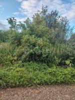 Лот: 25719346. Фото: 4. участок , садоводческое некоммерческое... Красноярск