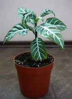 Лот: 1000928. Фото: 2. Афеландра. Комнатные растения и уход