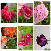 Лот: 25711118. Фото: 5. Черенки сортовых пеларгоний для...