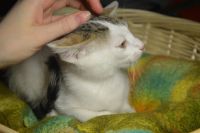 Лот: 8998567. Фото: 5. Котенька ищет дом (коробка корма...