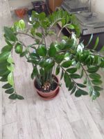Лот: 16499760. Фото: 6. Замиокулькас долларовое 🌲