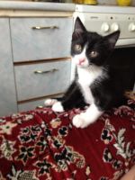 Лот: 7723020. Фото: 7. Котёночек