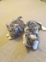 Лот: 12767744. Фото: 6. Котенок Шотландской вислоухой...