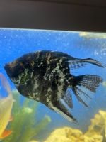 Лот: 18715156. Фото: 3. Скалярии. Растения и животные