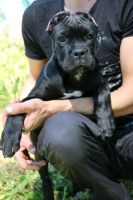 Лот: 11894447. Фото: 7. Щенки кане корсо