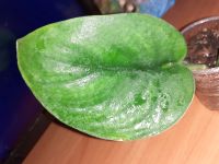 Лот: 19676436. Фото: 3. Сциндаптус jade satin(сатин). Растения и животные