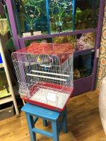 Лот: 15821836. Фото: 3. Клетка д/птиц Красная 37*28*47... Растения и животные