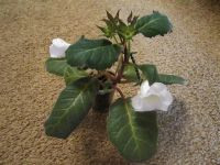 Лот: 1805617. Фото: 3. Молодая глоксиния "Красавушка... Растения и животные