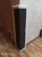 Лот: 17331385. Фото: 3. Когтеточка угловая. Растения и животные