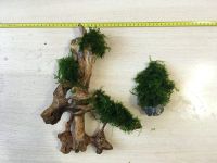 Лот: 18805233. Фото: 3. Коряга. Мох яванский. Декор из... Растения и животные