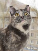 Лот: 7465399. Фото: 4. Черепаховая красотка ищет дом. Красноярск