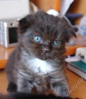 Лот: 337273. Фото: 3. Котята. Растения и животные