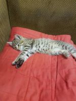 Лот: 9838410. Фото: 3. Котенок-тигренок ищет дом. 89048951337. Растения и животные