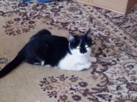 Лот: 8430758. Фото: 3. Котята. Растения и животные