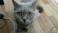 Лот: 9455086. Фото: 2. Британская кошка. Животные и уход