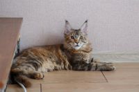 Лот: 11162301. Фото: 2. Котёнок мейн-кун. Родители чемпионы. Животные и уход