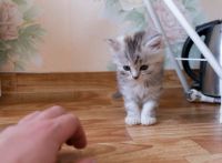 Лот: 9560277. Фото: 5. Британские Котята