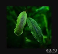 Лот: 3651145. Фото: 4. Bucephalandra sp. Silver Powder... Красноярск