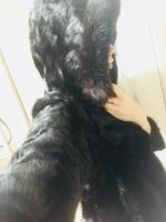 Лот: 11273711. Фото: 2. Шуба норка автоледи. Женская одежда