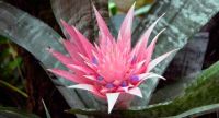 Лот: 18068882. Фото: 6. Эхмея полосатая (Aechmea fasciata...