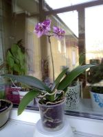 Лот: 16344174. Фото: 2. Орхидея фаленопсис мини. Комнатные растения и уход