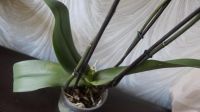 Лот: 5628394. Фото: 5. Орхидея Phalaenopsis белая в крап...