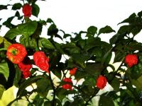 Лот: 12090826. Фото: 2. Плод перца Carolina Reaper (Каролина... Продукты