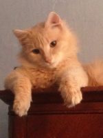 Лот: 7244534. Фото: 2. Котик ищет хозяев. Животные и уход