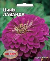 Лот: 7455961. Фото: 2. Рассада циннии "Лаванда". Семена, рассада, садовые растения