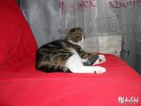 Лот: 9062785. Фото: 3. Прямоухая шотландской породы. Растения и животные
