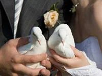 Лот: 4201188. Фото: 4. свадебные голуби. Красноярск