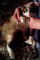Лот: 13669023. Фото: 7. Котик 6 месяцев в добрые руки